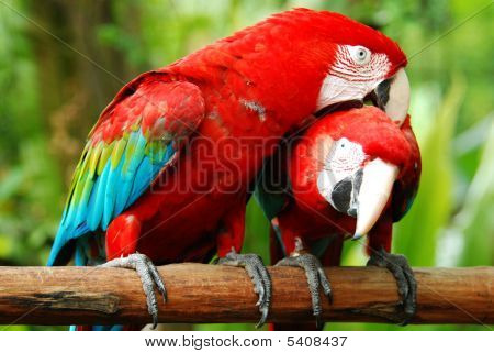 Amore uccelli Macaw