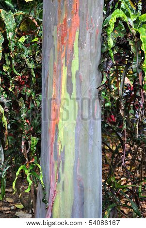 Rainbow Eucalyptus tree