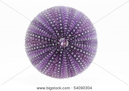 isolated great skeleton of sea shell violet echinoidea - macro