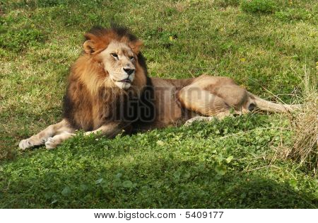 Lion01