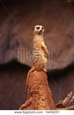 Meerkat