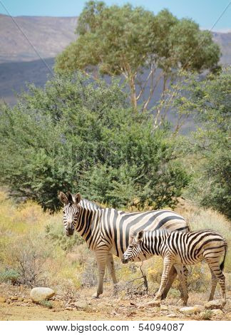 Zebra Mare With Foal In Wild Bush