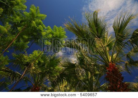 Rajongó pálma fák