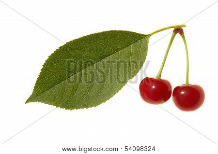 Red Cherry