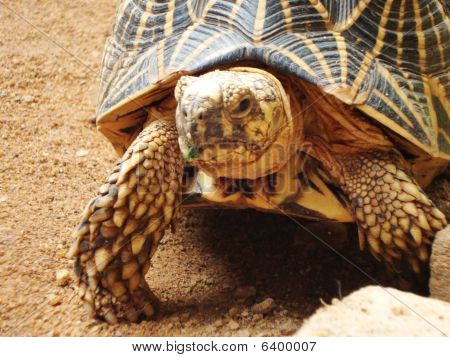 เต่าดาว