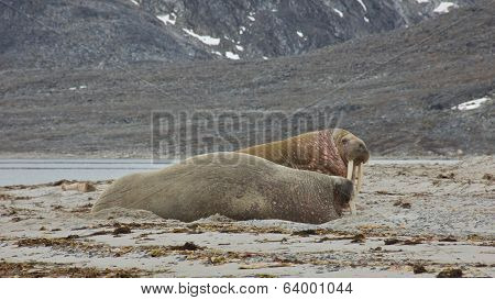Walruses in Svalbard