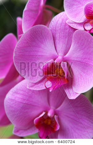 Orquídea