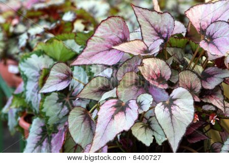 Begonia