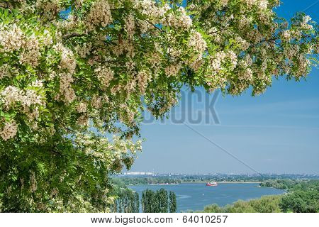 Blooming Locust Over The River
