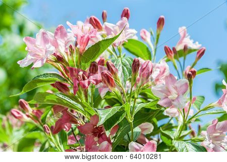 Weigel Pink Flowers