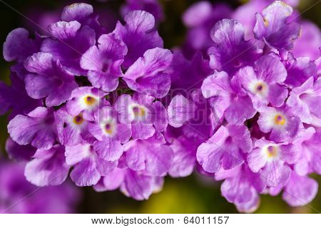 Lantana Montevidensis