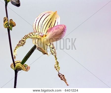 Pantofola orchidea