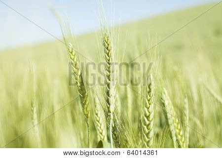wheat