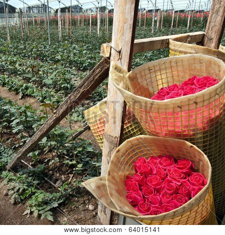 Roses Harvest, Cayambe, Ecuador