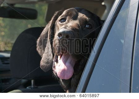 Angus Waiting