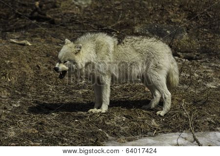 Arctic Wolf