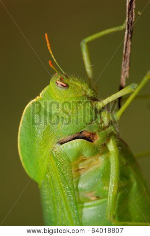 Portrait of a green bladder grasshopper (Bullacris intermedia), South Africa