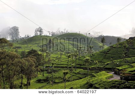 Tea plantation nature landscape in Sri Lanka