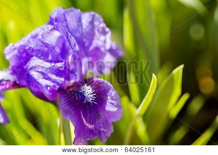 Dwarf Iris