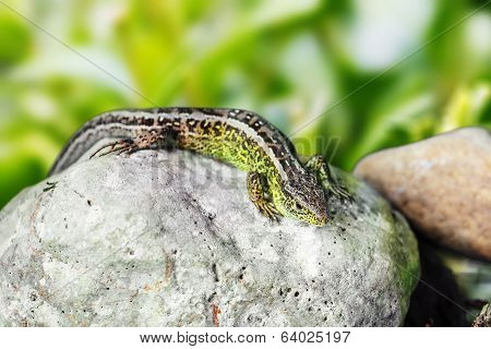 Small Lizard Lacerta Agilis