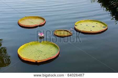 Lotus Leaf