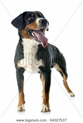 Appenzeller Sennenhund