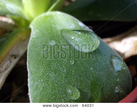 Lewisisa Tweedyi feuille 3