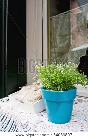 Plant Pot By The Window