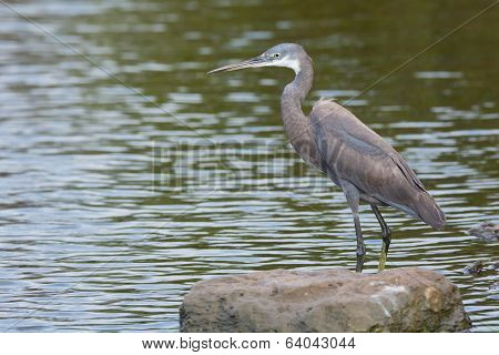 A Pale Western Reef Heron Standing In Shallow Water