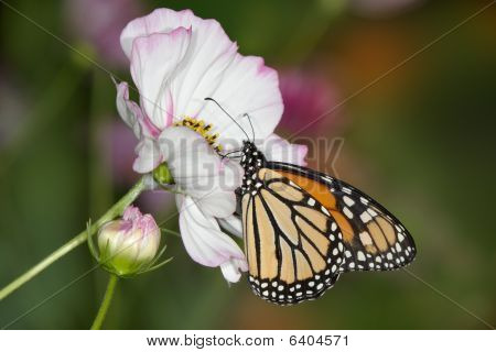 Monarch Butterfly