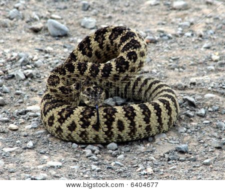 Serpiente de cascabel