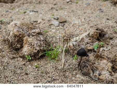 The Panaeolus Sphinctrinus Mushroom On The Dried Elephent Dung