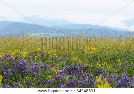 spring in the mountains of Armenia