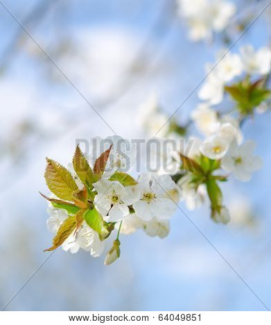 Blossoming of cherry flowers