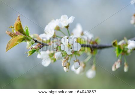 Blossoming of cherry flowers