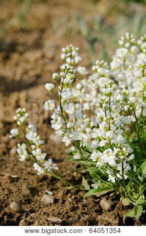 White flowers