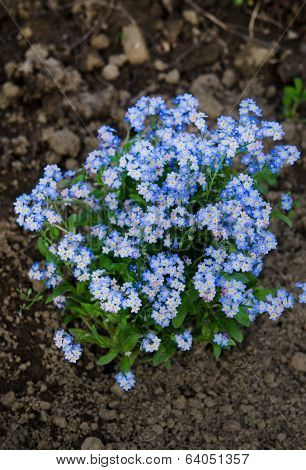 Fresh blue forget-me-not flower