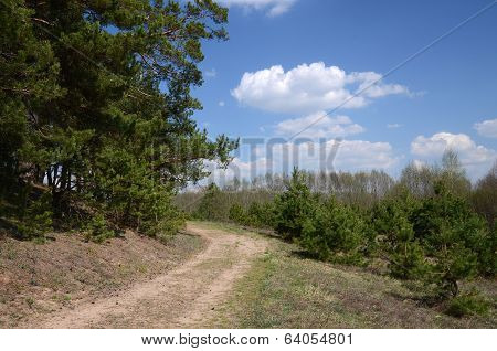 The Road On The Edge Of A Pine Forest