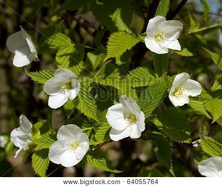 Rhodotypos scandens