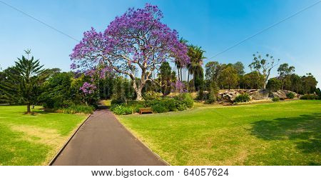 Blooming jacaranda tree in the park, Sydney, New South Wales, Australia