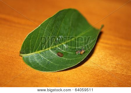 eacles imperialis caterpillar