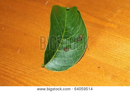 eacles imperialis caterpillar