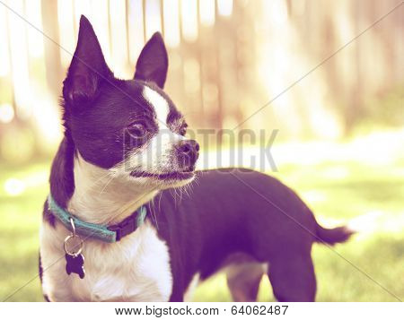  a cute chihuahua enjoying the outdoors done with a warm instragram like filter 