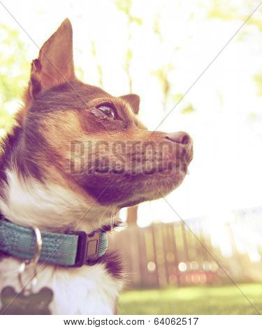  a cute chihuahua enjoying the outdoors done with a warm instragram like filter 