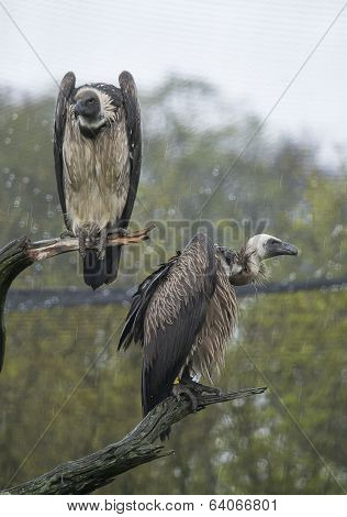 Two Vultures