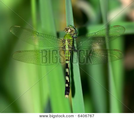 Východní Pondhawk Dragonfly