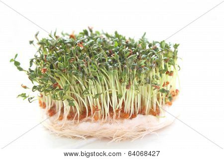 Garden Cress