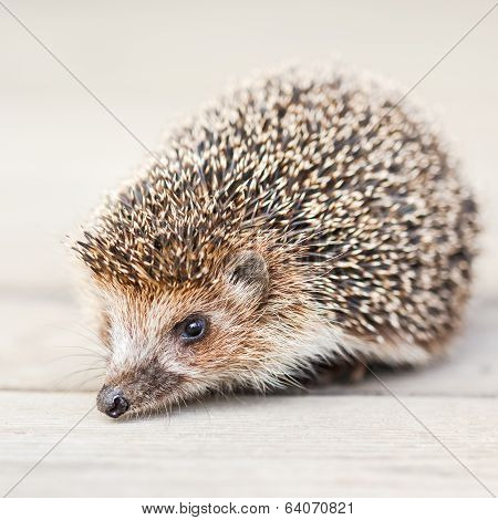 Hedgehog