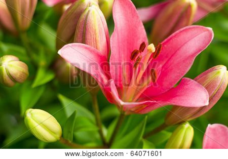 Lily Flower