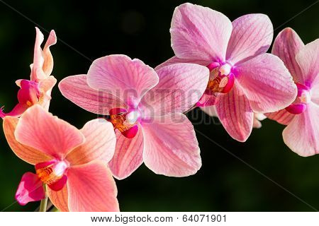 Orchid flowers on dark background